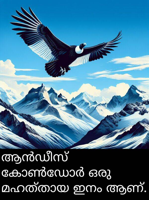 ഒരു: ആൻഡീസ് കോൺഡോർ ഒരു മഹത്തായ ഇനം ആണ്.
