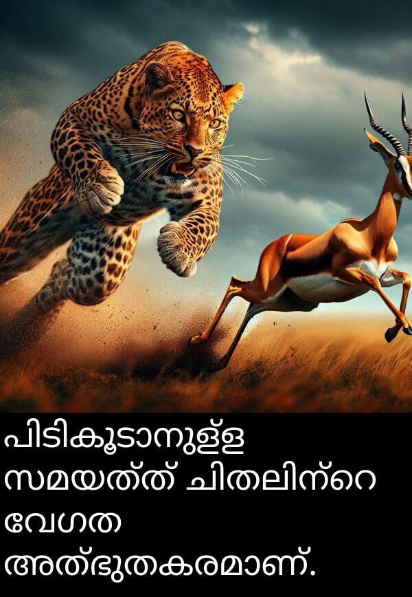 വേഗത: പിടികൂടാനുള്ള സമയത്ത് ചിതലിന്റെ വേഗത അത്ഭുതകരമാണ്.