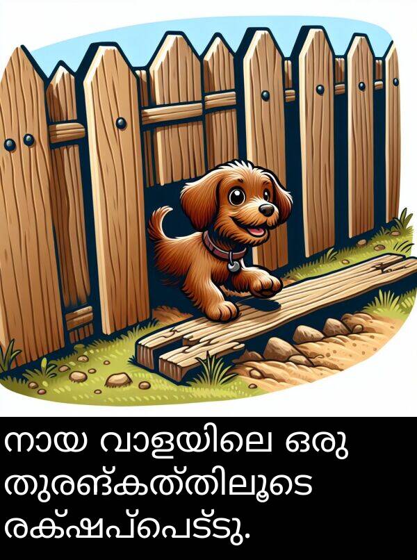 രക്ഷപ്പെട്ടു: നായ വാളയിലെ ഒരു തുരങ്കത്തിലൂടെ രക്ഷപ്പെട്ടു.