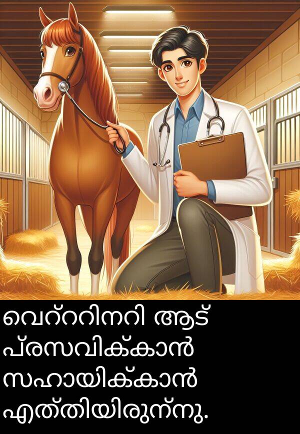ആട്: വെറ്ററിനറി ആട് പ്രസവിക്കാൻ സഹായിക്കാൻ എത്തിയിരുന്നു.