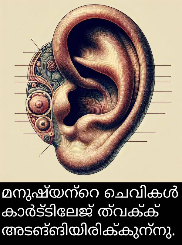 ത്വക്ക്: മനുഷ്യന്റെ ചെവികൾ കാർട്ടിലേജ് ത്വക്ക് അടങ്ങിയിരിക്കുന്നു.