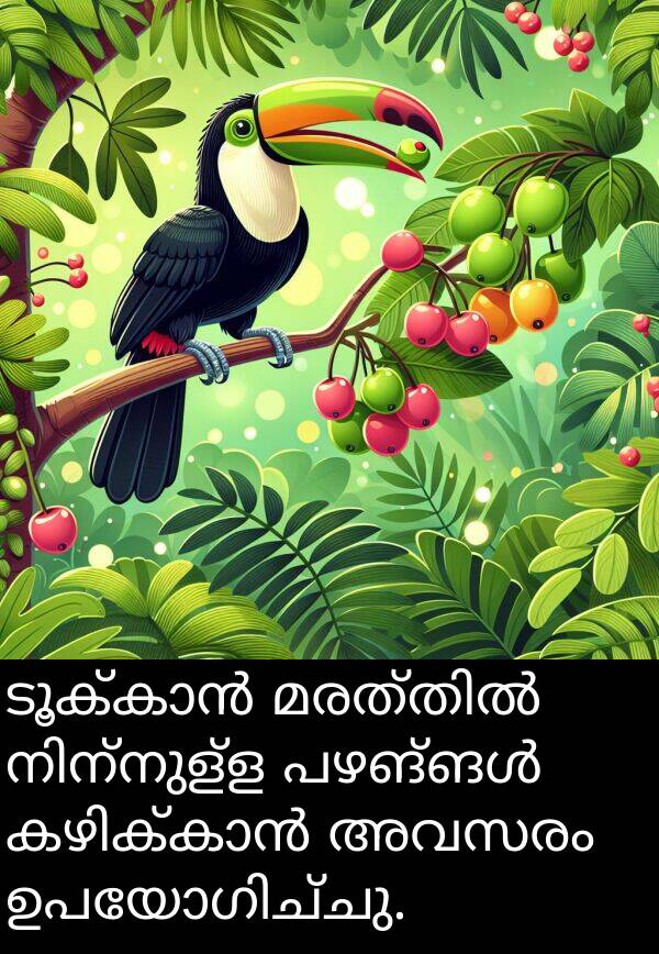 അവസരം: ടൂക്കാൻ മരത്തിൽ നിന്നുള്ള പഴങ്ങൾ കഴിക്കാൻ അവസരം ഉപയോഗിച്ചു.