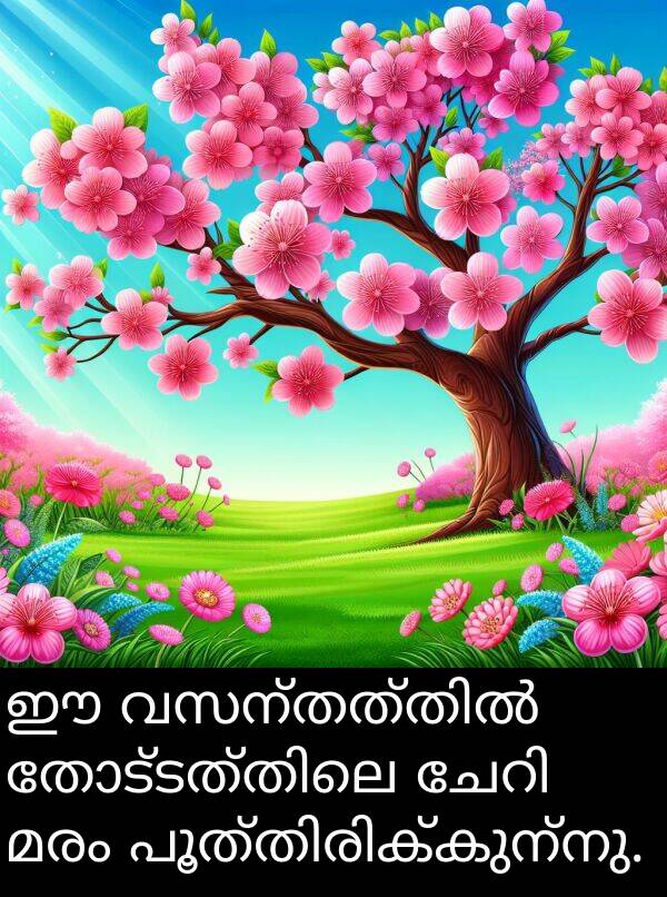 മരം: ഈ വസന്തത്തിൽ തോട്ടത്തിലെ ചേറി മരം പൂത്തിരിക്കുന്നു.