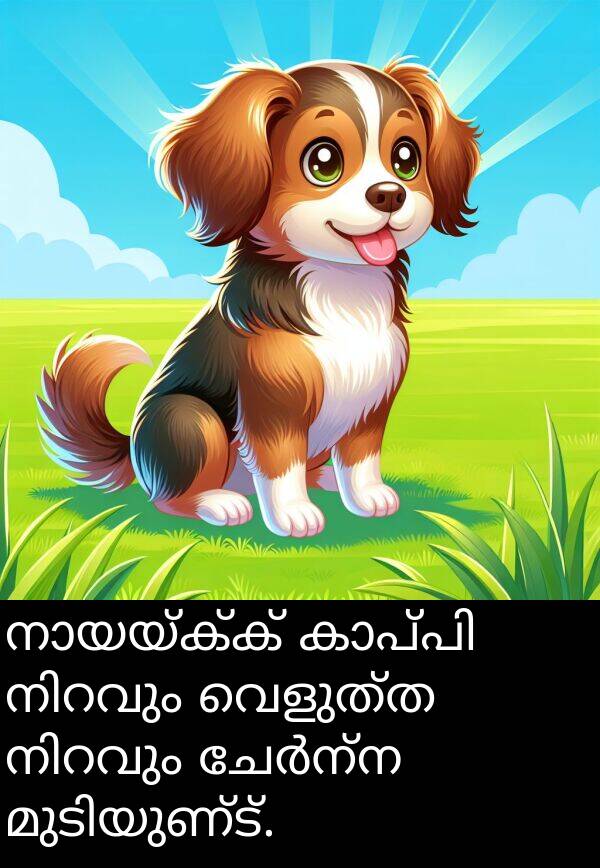 വെളുത്ത: നായയ്ക്ക് കാപ്പി നിറവും വെളുത്ത നിറവും ചേർന്ന മുടിയുണ്ട്.