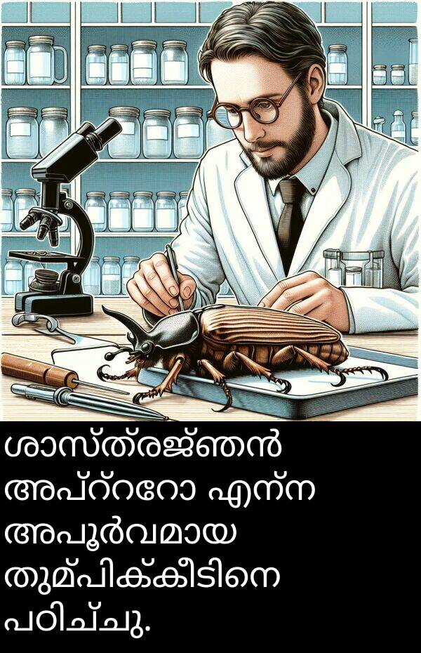 എന്ന: ശാസ്ത്രജ്ഞൻ അപ്റ്ററോ എന്ന അപൂർവമായ തുമ്പിക്കീടിനെ പഠിച്ചു.