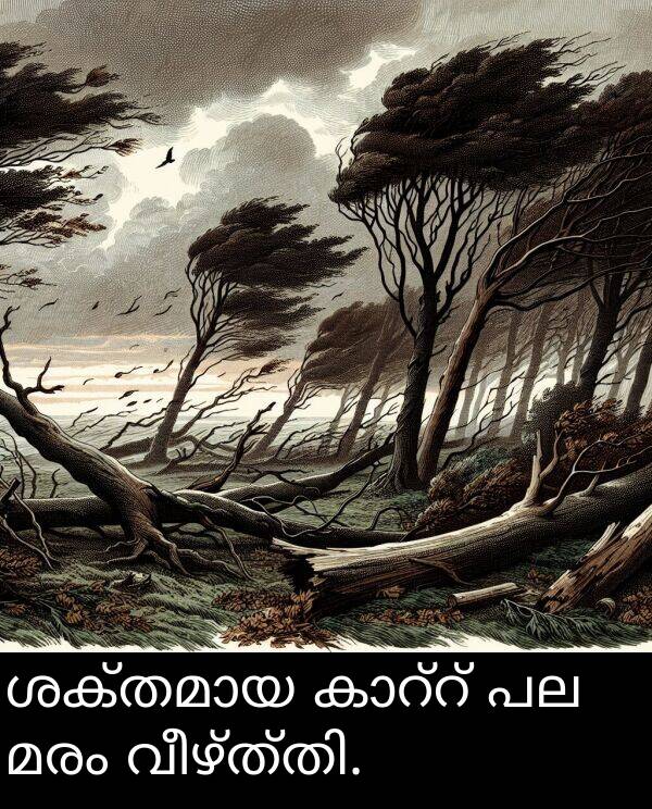 മരം: ശക്തമായ കാറ്റ് പല മരം വീഴ്ത്തി.