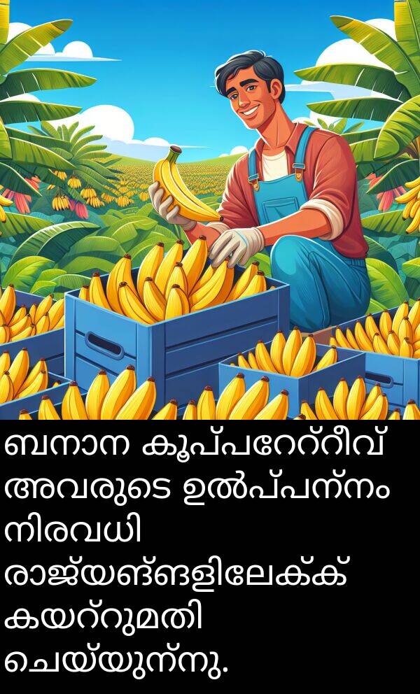 ചെയ്യുന്നു: ബനാന കൂപ്പറേറ്റീവ് അവരുടെ ഉൽപ്പന്നം നിരവധി രാജ്യങ്ങളിലേക്ക് കയറ്റുമതി ചെയ്യുന്നു.