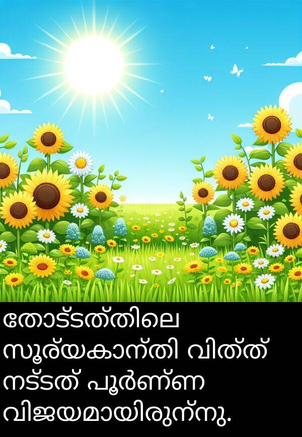 നട്ടത്: തോട്ടത്തിലെ സൂര്യകാന്തി വിത്ത് നട്ടത് പൂർണ്ണ വിജയമായിരുന്നു.