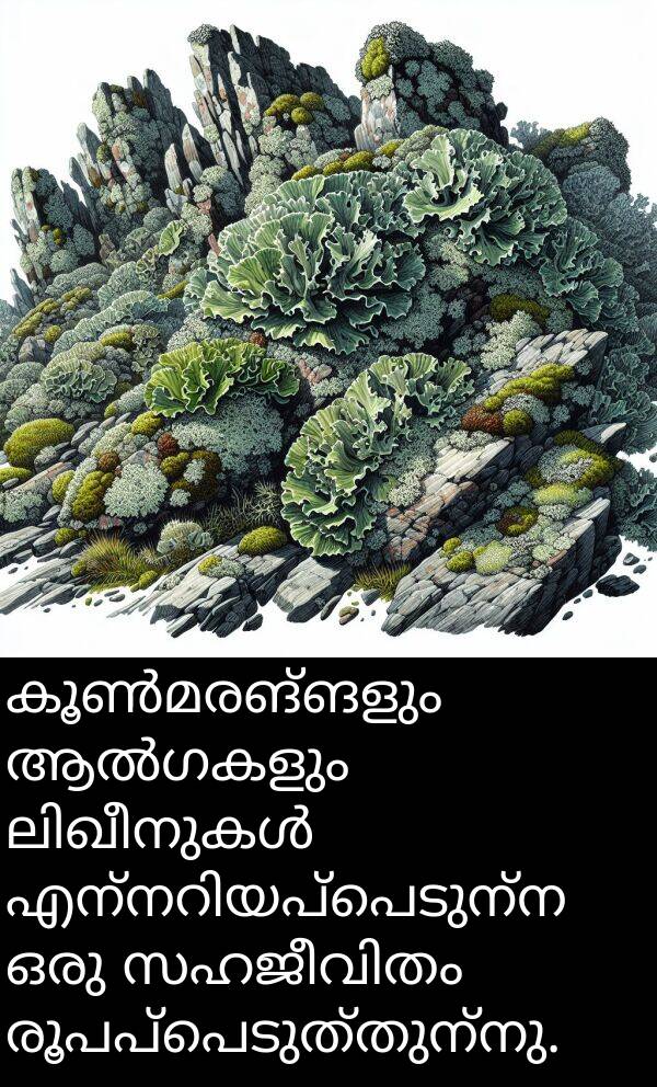 രൂപപ്പെടുത്തുന്നു: കൂൺമരങ്ങളും ആൽഗകളും ലിഖീനുകൾ എന്നറിയപ്പെടുന്ന ഒരു സഹജീവിതം രൂപപ്പെടുത്തുന്നു.
