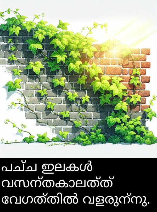 വളരുന്നു: പച്ച ഇലകൾ വസന്തകാലത്ത് വേഗത്തിൽ വളരുന്നു.