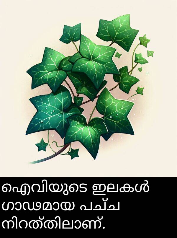 പച്ച: ഐവിയുടെ ഇലകൾ ഗാഢമായ പച്ച നിറത്തിലാണ്.