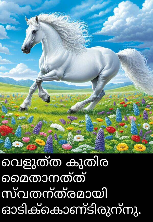 വെളുത്ത: വെളുത്ത കുതിര മൈതാനത്ത് സ്വതന്ത്രമായി ഓടിക്കൊണ്ടിരുന്നു.
