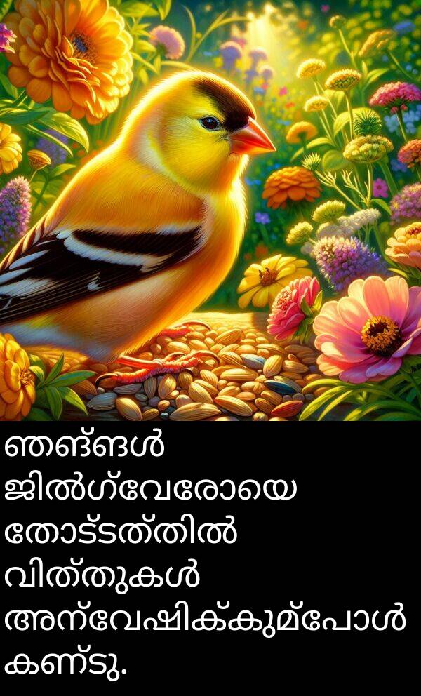 കണ്ടു: ഞങ്ങൾ ജിൽഗ്വേരോയെ തോട്ടത്തിൽ വിത്തുകൾ അന്വേഷിക്കുമ്പോൾ കണ്ടു.