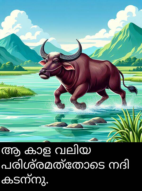 കടന്നു: ആ കാള വലിയ പരിശ്രമത്തോടെ നദി കടന്നു.