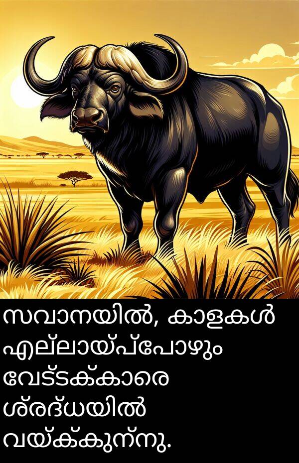 വയ്ക്കുന്നു: സവാനയിൽ, കാളകൾ എല്ലായ്പ്പോഴും വേട്ടക്കാരെ ശ്രദ്ധയിൽ വയ്ക്കുന്നു.