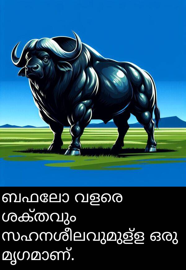 ബഫലോ: ബഫലോ വളരെ ശക്തവും സഹനശീലവുമുള്ള ഒരു മൃഗമാണ്.