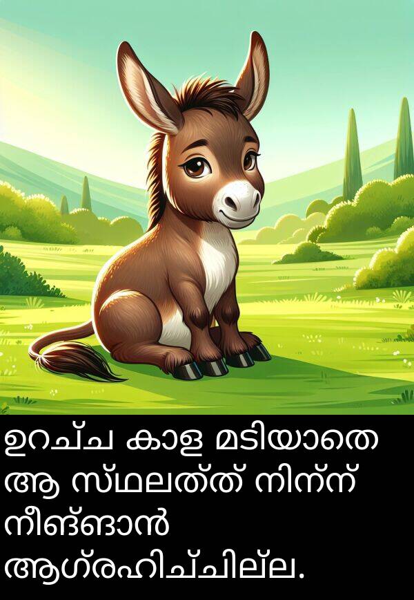 സ്ഥലത്ത്: ഉറച്ച കാള മടിയാതെ ആ സ്ഥലത്ത് നിന്ന് നീങ്ങാൻ ആഗ്രഹിച്ചില്ല.