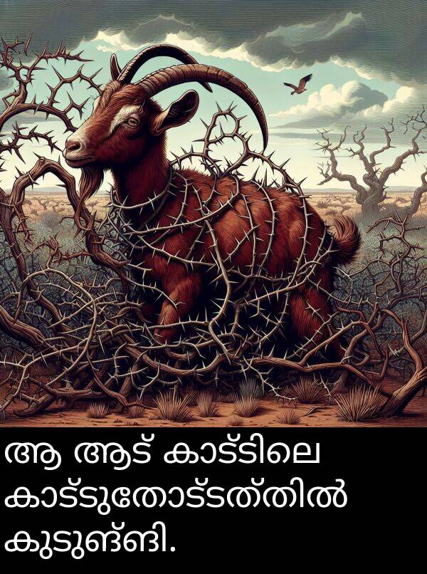 ആട്: ആ ആട് കാട്ടിലെ കാട്ടുതോട്ടത്തിൽ കുടുങ്ങി.