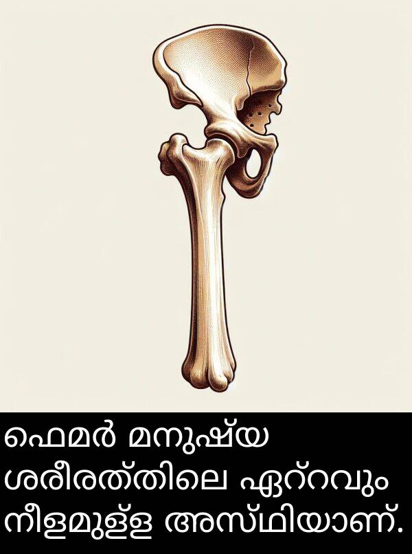 നീളമുള്ള: ഫെമർ മനുഷ്യ ശരീരത്തിലെ ഏറ്റവും നീളമുള്ള അസ്ഥിയാണ്.