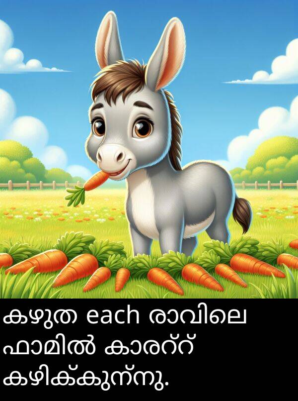 കഴുത: കഴുത each രാവിലെ ഫാമിൽ കാരറ്റ് കഴിക്കുന്നു.