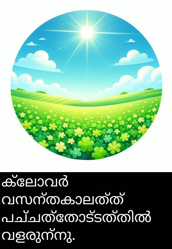 വളരുന്നു: ക്ലോവർ വസന്തകാലത്ത് പച്ചത്തോട്ടത്തിൽ വളരുന്നു.