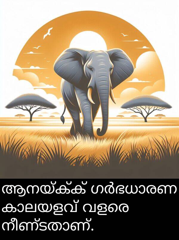 വളരെ: ആനയ്ക്ക് ഗർഭധാരണ കാലയളവ് വളരെ നീണ്ടതാണ്.