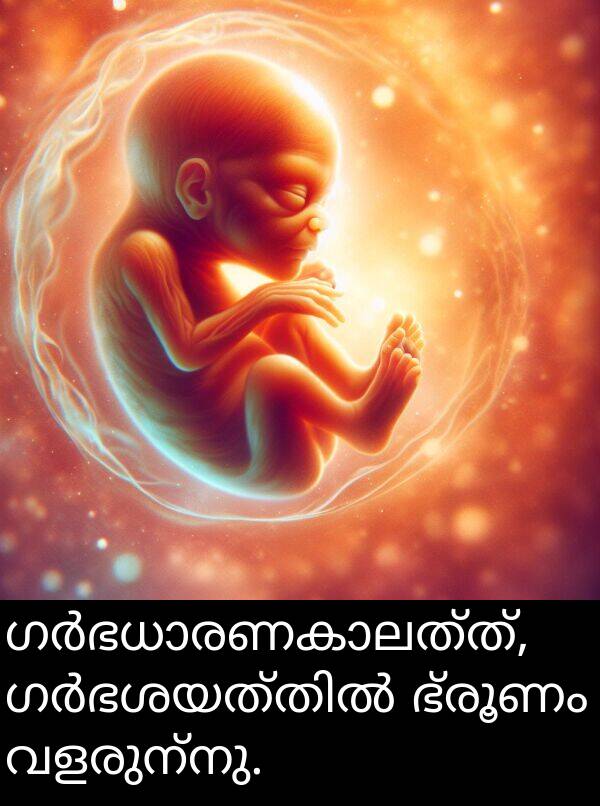 വളരുന്നു: ഗർഭധാരണകാലത്ത്, ഗർഭശയത്തിൽ ഭ്രൂണം വളരുന്നു.