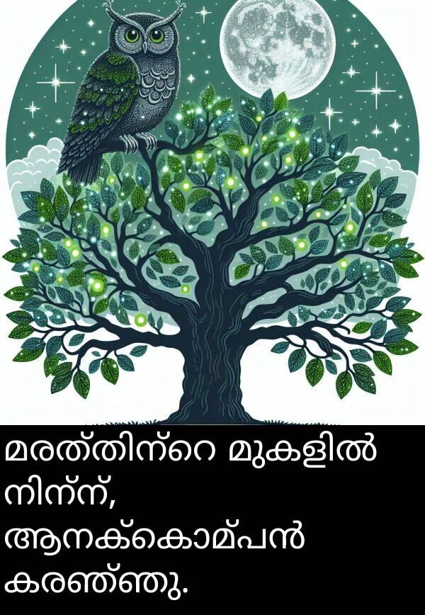 കരഞ്ഞു: മരത്തിന്റെ മുകളിൽ നിന്ന്, ആനക്കൊമ്പൻ കരഞ്ഞു.