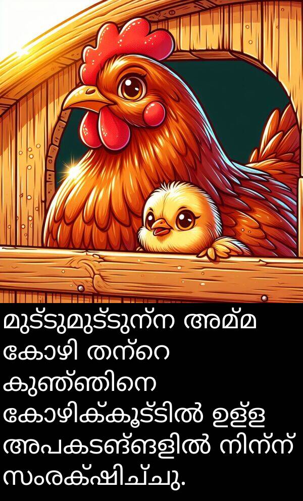 അമ്മ: മുട്ടുമുട്ടുന്ന അമ്മ കോഴി തന്റെ കുഞ്ഞിനെ കോഴിക്കൂട്ടിൽ ഉള്ള അപകടങ്ങളിൽ നിന്ന് സംരക്ഷിച്ചു.