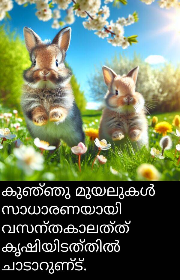 കുഞ്ഞു: കുഞ്ഞു മുയലുകൾ സാധാരണയായി വസന്തകാലത്ത് കൃഷിയിടത്തിൽ ചാടാറുണ്ട്.