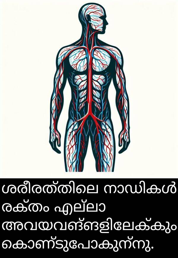 രക്തം: ശരീരത്തിലെ നാഡികൾ രക്തം എല്ലാ അവയവങ്ങളിലേക്കും കൊണ്ടുപോകുന്നു.