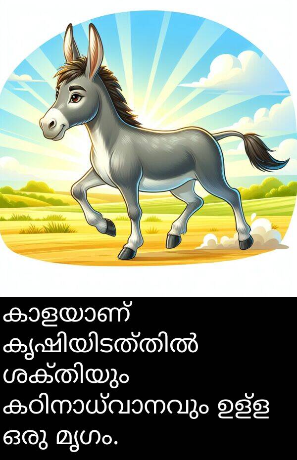 ഉള്ള: കാളയാണ് കൃഷിയിടത്തിൽ ശക്തിയും കഠിനാധ്വാനവും ഉള്ള ഒരു മൃഗം.