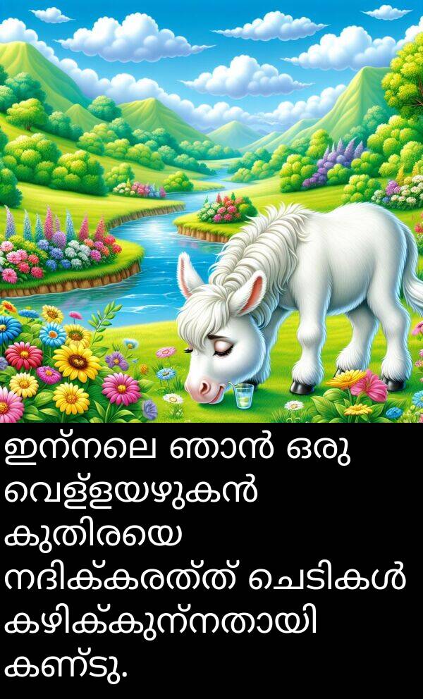 ഇന്നലെ: ഇന്നലെ ഞാൻ ഒരു വെള്ളയഴുകൻ കുതിരയെ നദിക്കരത്ത് ചെടികൾ കഴിക്കുന്നതായി കണ്ടു.