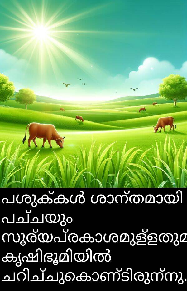 പച്ചയും: പശുക്കൾ ശാന്തമായി പച്ചയും സൂര്യപ്രകാശമുള്ളതുമായ കൃഷിഭൂമിയിൽ ചറിച്ചുകൊണ്ടിരുന്നു.