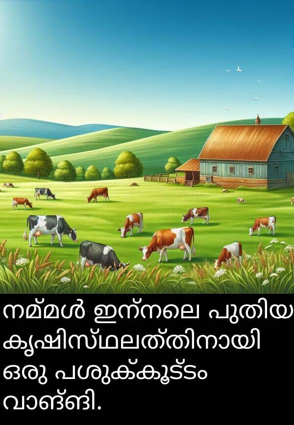 പശുക്കൂട്ടം: നമ്മൾ ഇന്നലെ പുതിയ കൃഷിസ്ഥലത്തിനായി ഒരു പശുക്കൂട്ടം വാങ്ങി.