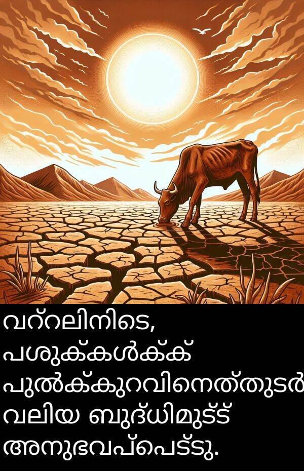അനുഭവപ്പെട്ടു: വറ്റലിനിടെ, പശുക്കൾക്ക് പുൽക്കുറവിനെത്തുടർന്ന് വലിയ ബുദ്ധിമുട്ട് അനുഭവപ്പെട്ടു.