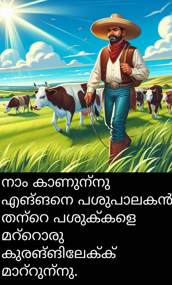 പശുക്കളെ: നാം കാണുന്നു എങ്ങനെ പശുപാലകൻ തന്റെ പശുക്കളെ മറ്റൊരു കുരങ്ങിലേക്ക് മാറ്റുന്നു.
