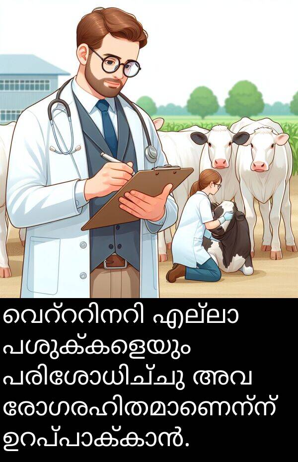 പശുക്കളെയും: വെറ്ററിനറി എല്ലാ പശുക്കളെയും പരിശോധിച്ചു അവ രോഗരഹിതമാണെന്ന് ഉറപ്പാക്കാൻ.