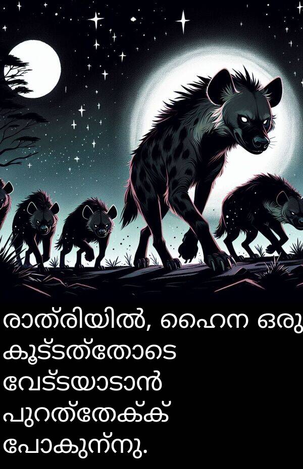 പോകുന്നു: രാത്രിയിൽ, ഹൈന ഒരു കൂട്ടത്തോടെ വേട്ടയാടാൻ പുറത്തേക്ക് പോകുന്നു.
