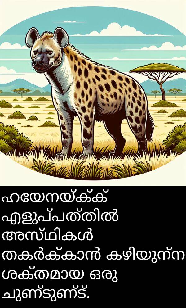 ചുണ്ടുണ്ട്: ഹയേനയ്ക്ക് എളുപ്പത്തിൽ അസ്ഥികൾ തകർക്കാൻ കഴിയുന്ന ശക്തമായ ഒരു ചുണ്ടുണ്ട്.