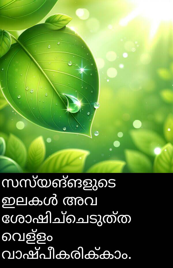 വെള്ളം: സസ്യങ്ങളുടെ ഇലകൾ അവ ശോഷിച്ചെടുത്ത വെള്ളം വാഷ്പീകരിക്കാം.