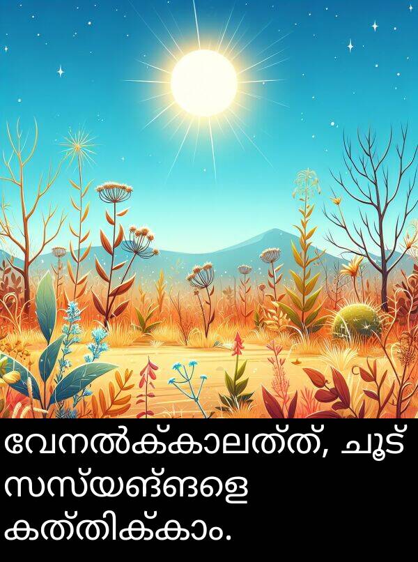ചൂട്: വേനൽക്കാലത്ത്, ചൂട് സസ്യങ്ങളെ കത്തിക്കാം.