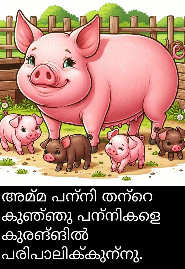 അമ്മ: അമ്മ പന്നി തന്റെ കുഞ്ഞു പന്നികളെ കുരങ്ങിൽ പരിപാലിക്കുന്നു.