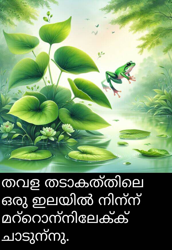 തവള: തവള തടാകത്തിലെ ഒരു ഇലയിൽ നിന്ന് മറ്റൊന്നിലേക്ക് ചാടുന്നു.
