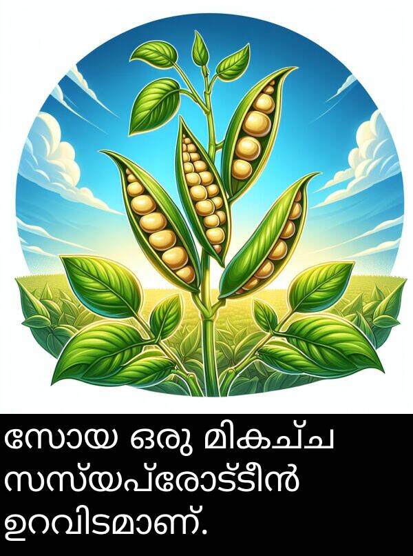 ഒരു: സോയ ഒരു മികച്ച സസ്യപ്രോട്ടീൻ ഉറവിടമാണ്.