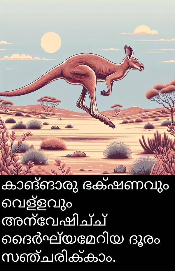 വെള്ളവും: കാങ്ങാരു ഭക്ഷണവും വെള്ളവും അന്വേഷിച്ച് ദൈർഘ്യമേറിയ ദൂരം സഞ്ചരിക്കാം.