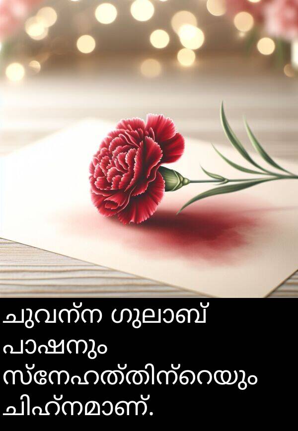 ചുവന്ന: ചുവന്ന ഗുലാബ് പാഷനും സ്നേഹത്തിന്റെയും ചിഹ്നമാണ്.