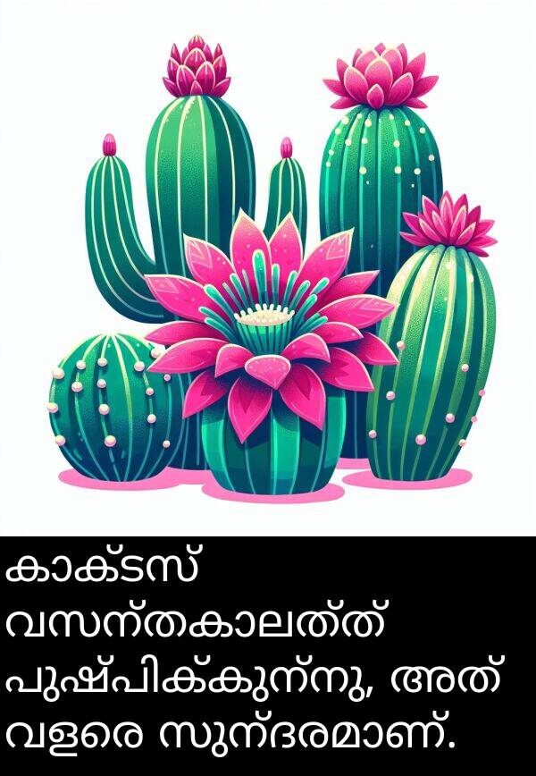 അത്: കാക്ടസ് വസന്തകാലത്ത് പുഷ്പിക്കുന്നു, അത് വളരെ സുന്ദരമാണ്.