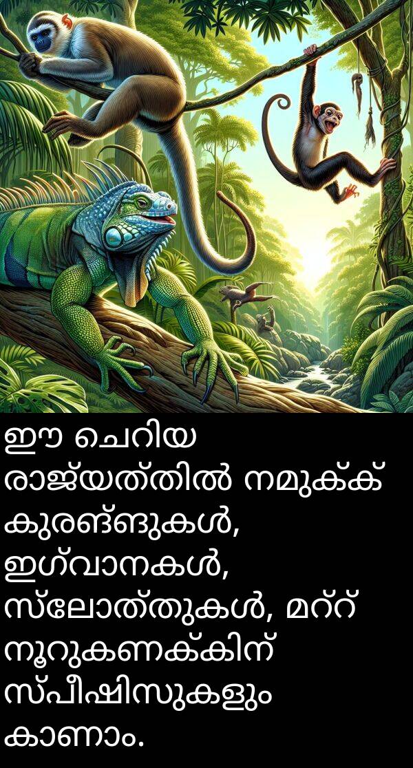 നമുക്ക്: ഈ ചെറിയ രാജ്യത്തിൽ നമുക്ക് കുരങ്ങുകൾ, ഇഗ്വാനകൾ, സ്ലോത്തുകൾ, മറ്റ് നൂറുകണക്കിന് സ്പീഷിസുകളും കാണാം.