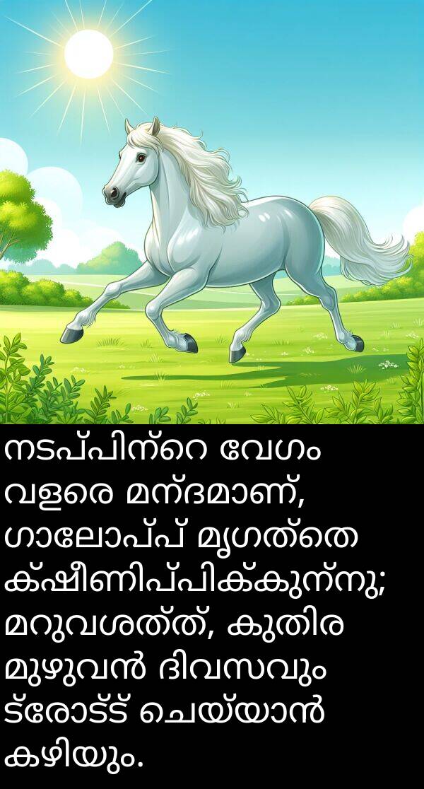 വേഗം: നടപ്പിന്റെ വേഗം വളരെ മന്ദമാണ്, ഗാലോപ്പ് മൃഗത്തെ ക്ഷീണിപ്പിക്കുന്നു; മറുവശത്ത്, കുതിര മുഴുവൻ ദിവസവും ട്രോട്ട് ചെയ്യാൻ കഴിയും.